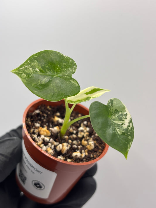 Alocasia Frydek Albo Variegated #20 exact plant photo 1