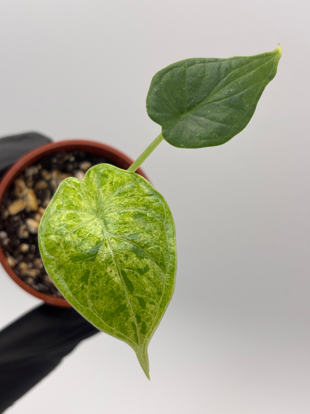 Alocasia Dragon Scale Mint Variegated #19 exact plant photo 3