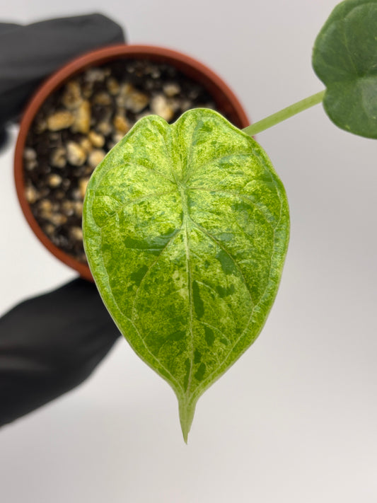 Alocasia Dragon Scale Mint Variegated #19 exact plant photo 1
