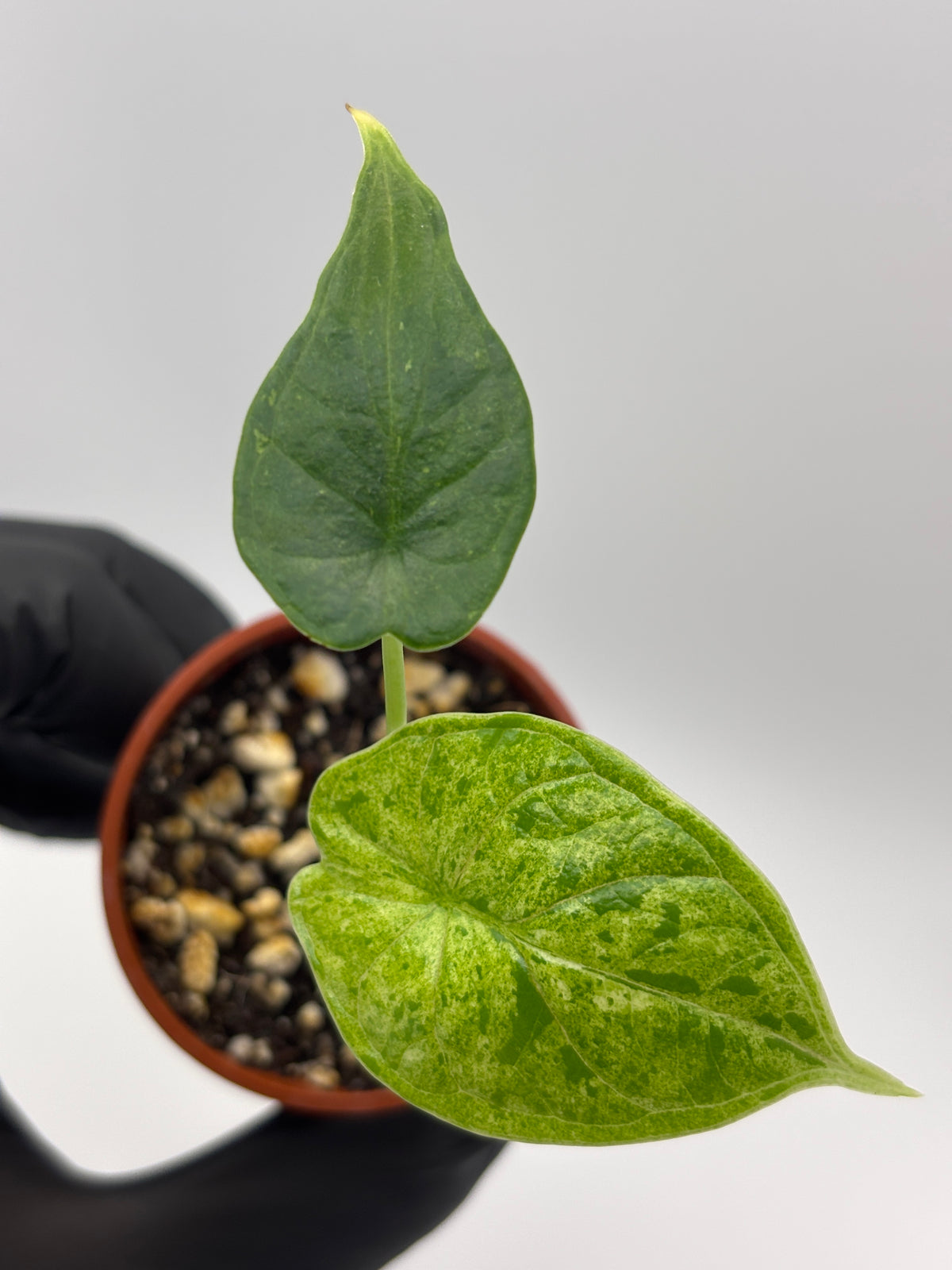Alocasia Dragon Scale Mint Variegated #19 exact plant photo 4