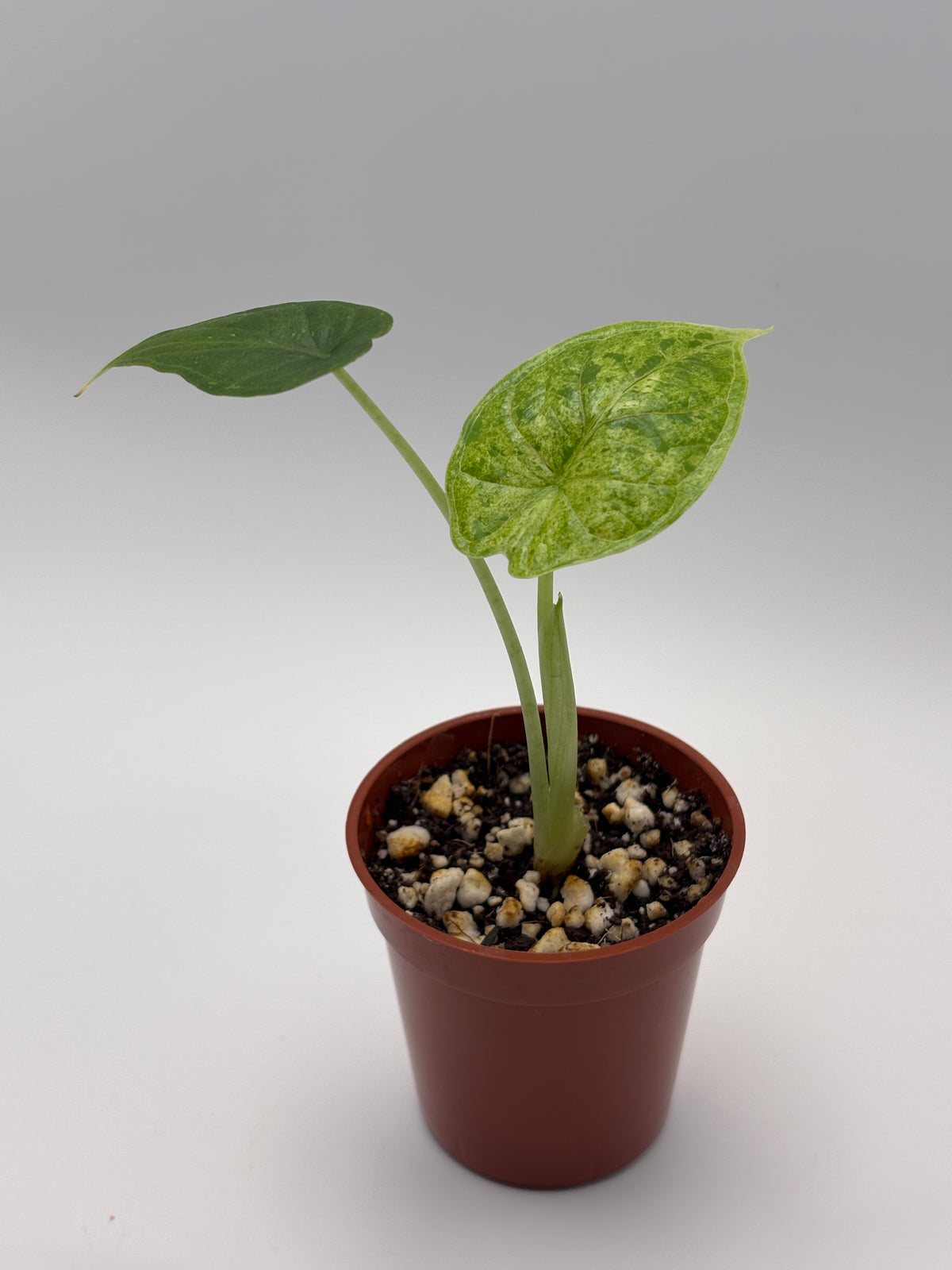 Alocasia Dragon Scale Mint Variegated #19 exact plant photo 2