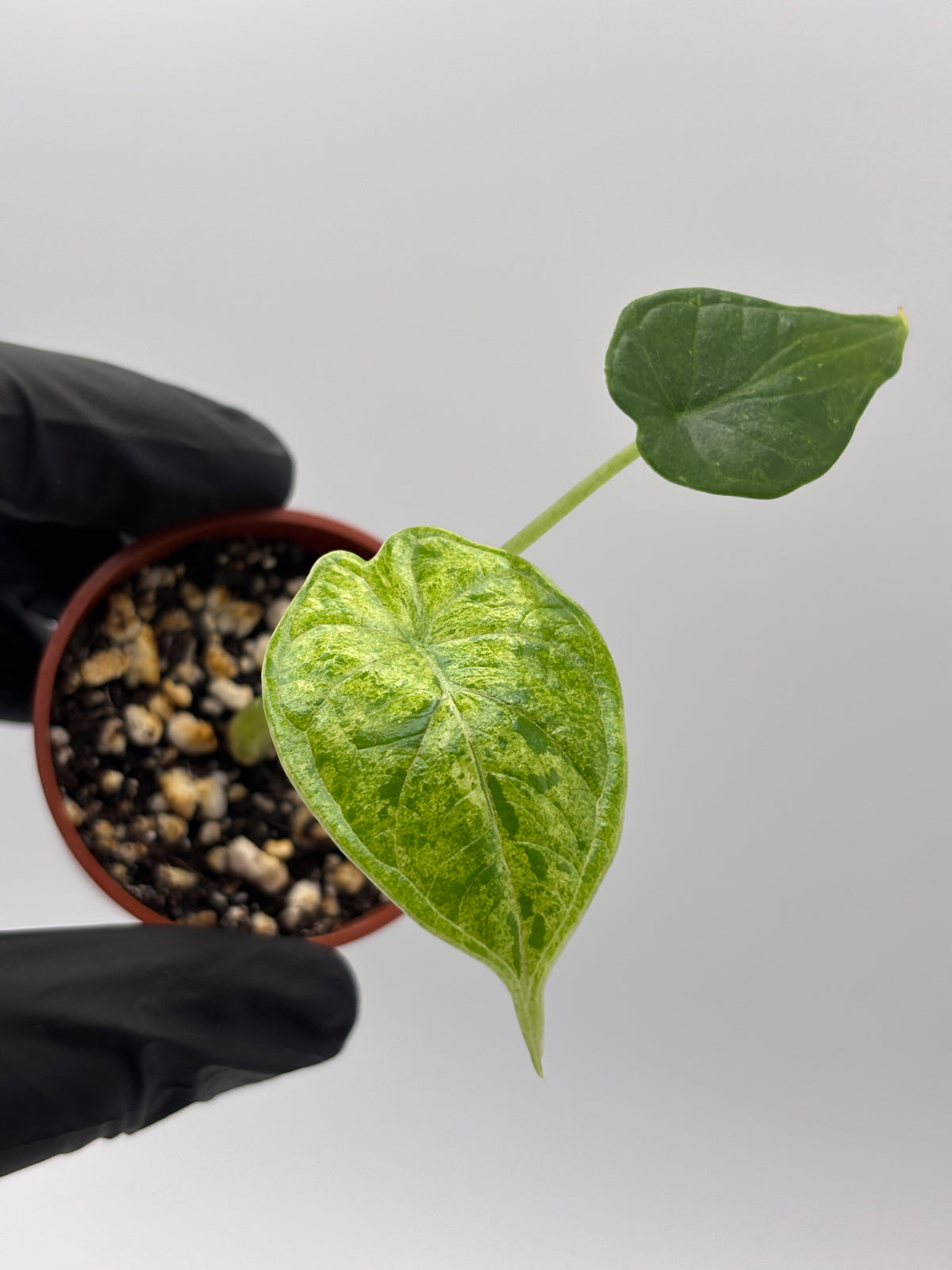 Alocasia Dragon Scale Mint Variegated #19 exact plant photo 5