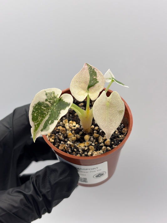 Alocasia Cuprea Super Pink Variegated #1 — photo 1