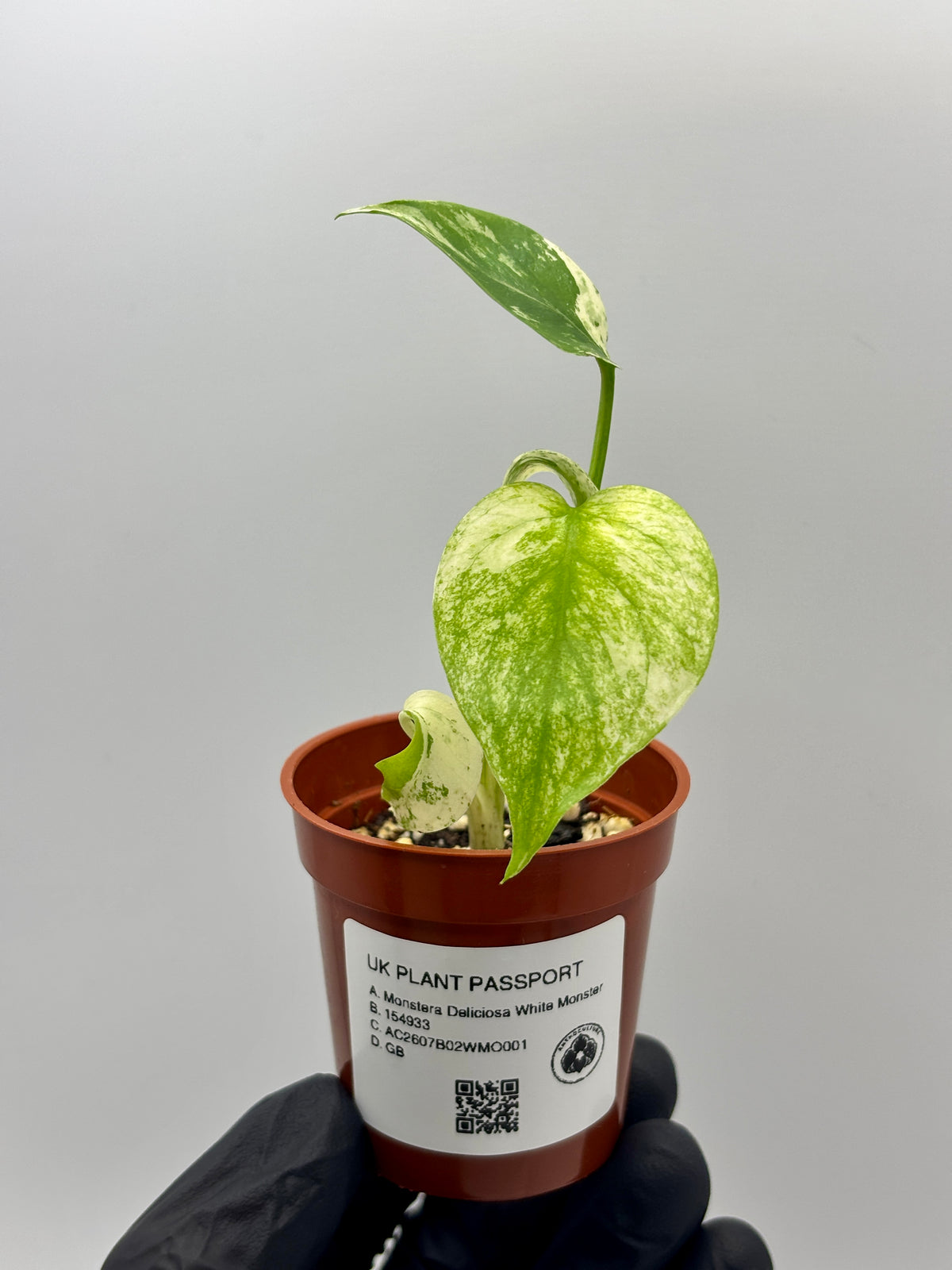 Monstera Deliciosa White Monster #1 exact plant photo 2