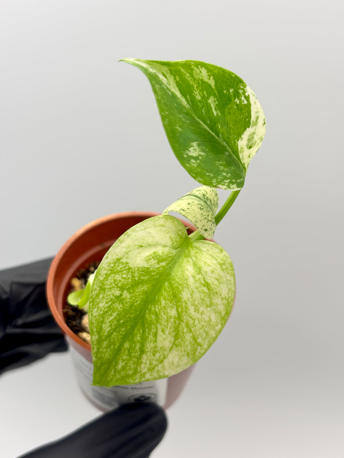 Monstera Deliciosa White Monster #1 exact plant photo 3