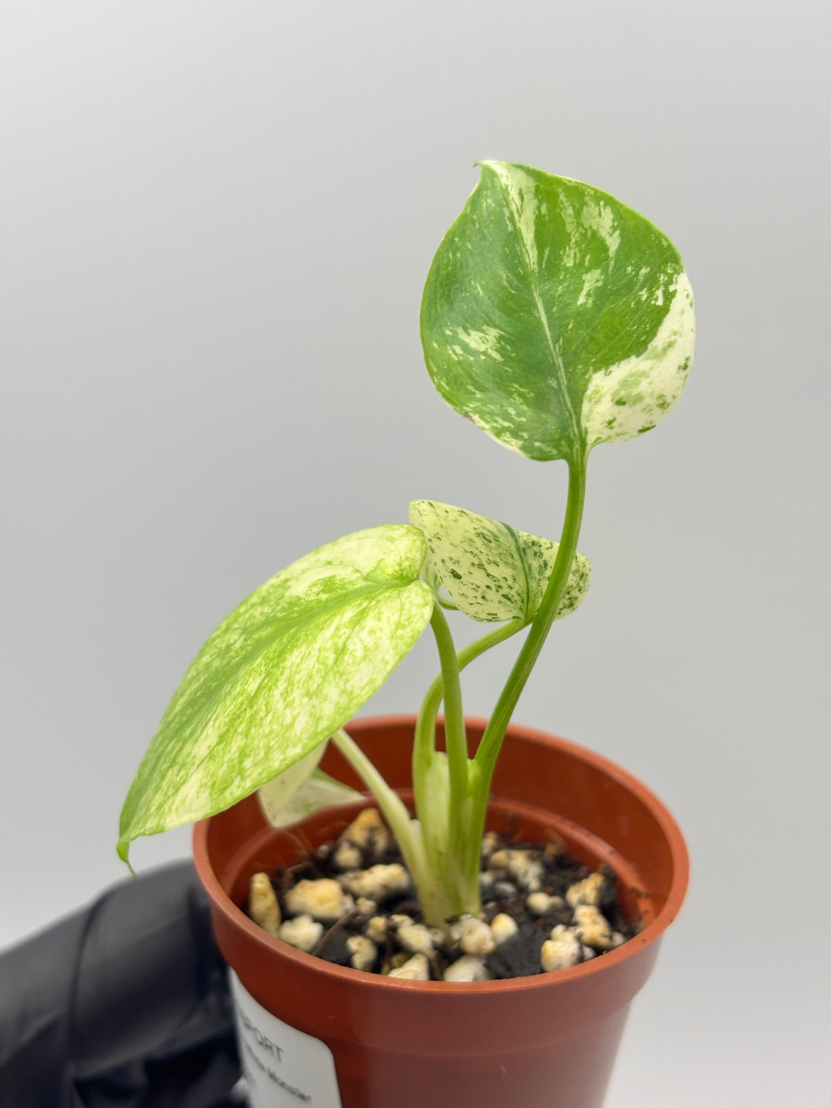 Monstera Deliciosa White Monster #1 exact plant photo 4