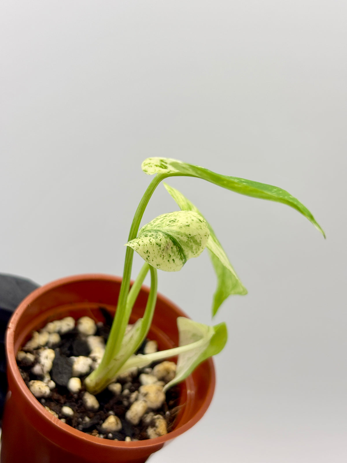 Monstera Deliciosa White Monster #1 exact plant photo 5
