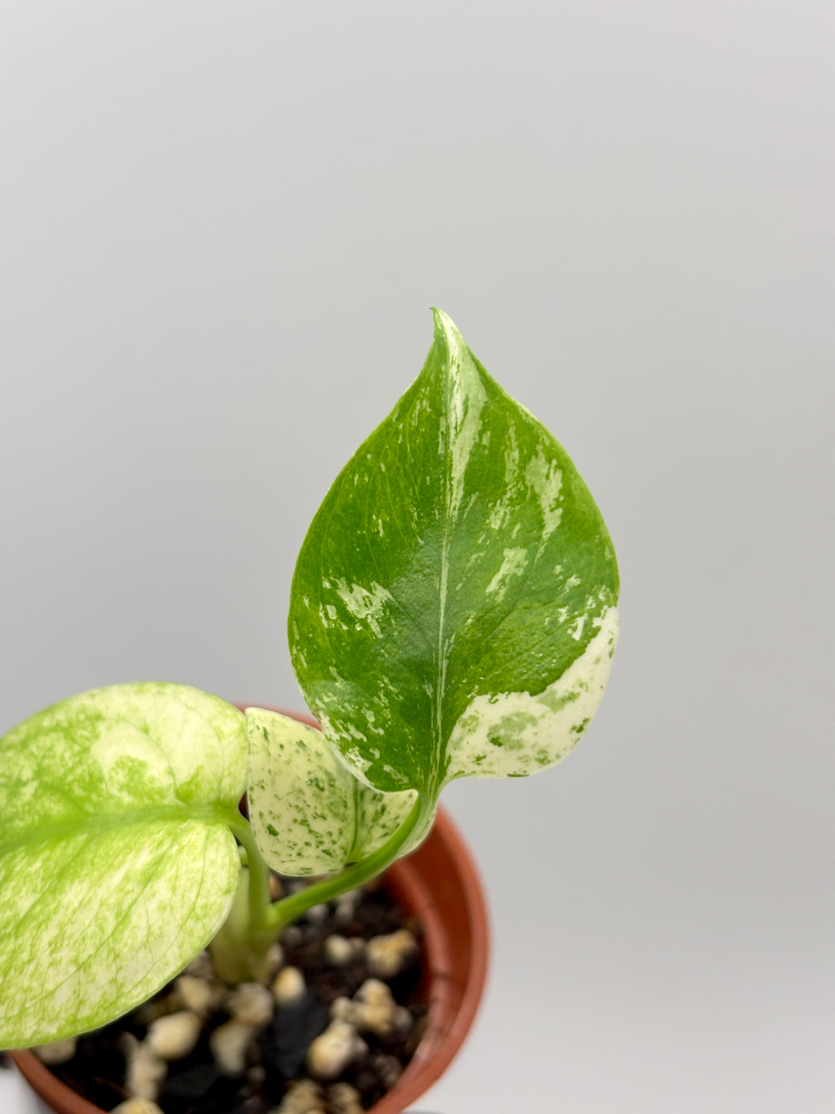 Monstera Deliciosa White Monster #1 exact plant photo 6