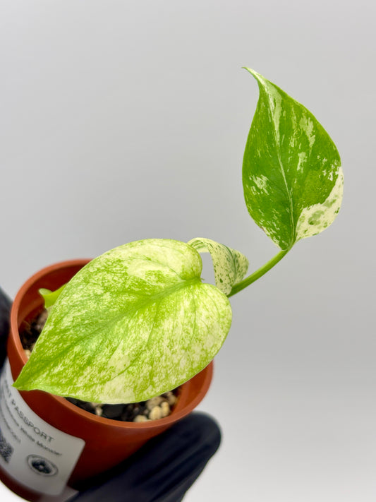 Monstera Deliciosa White Monster #1 exact plant photo 1
