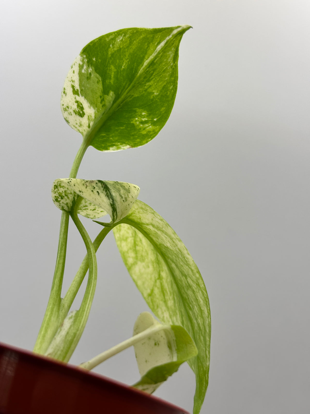 Monstera Deliciosa White Monster #1 exact plant photo 7