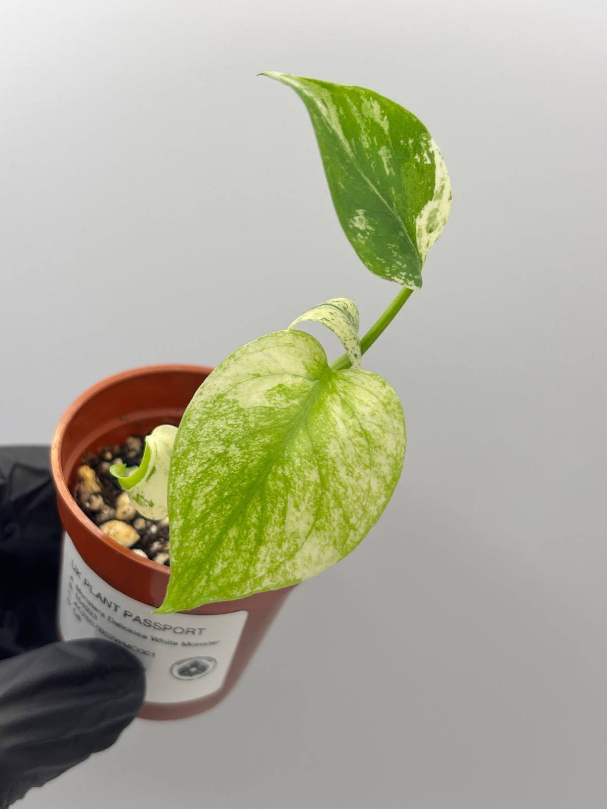 Monstera Deliciosa White Monster #1 exact plant photo 8