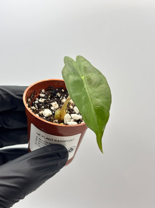 Alocasia Venom #6 exact plant photo 1