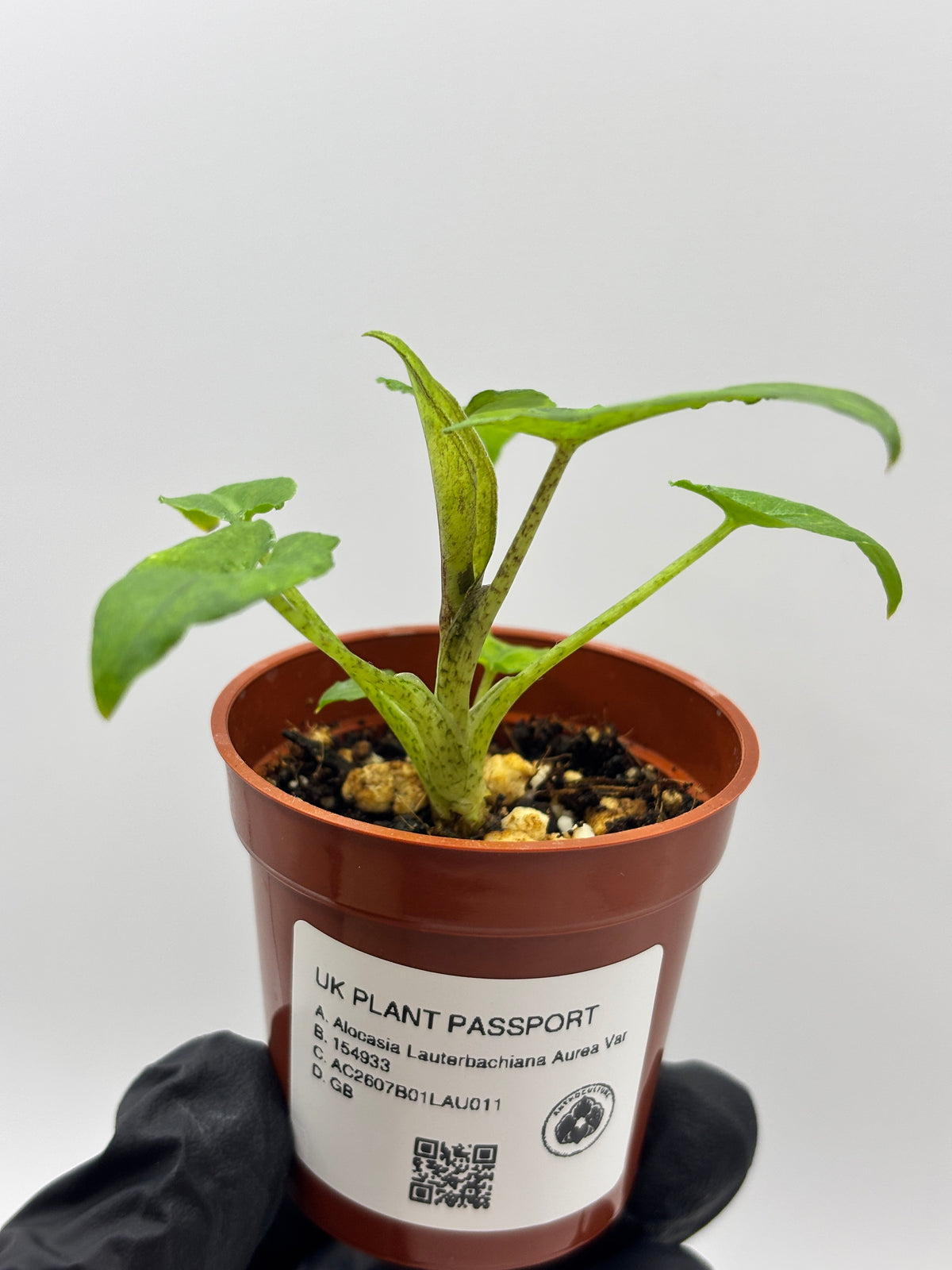 Alocasia Lauterbachiana Aurea Variegated #11 — photo 4