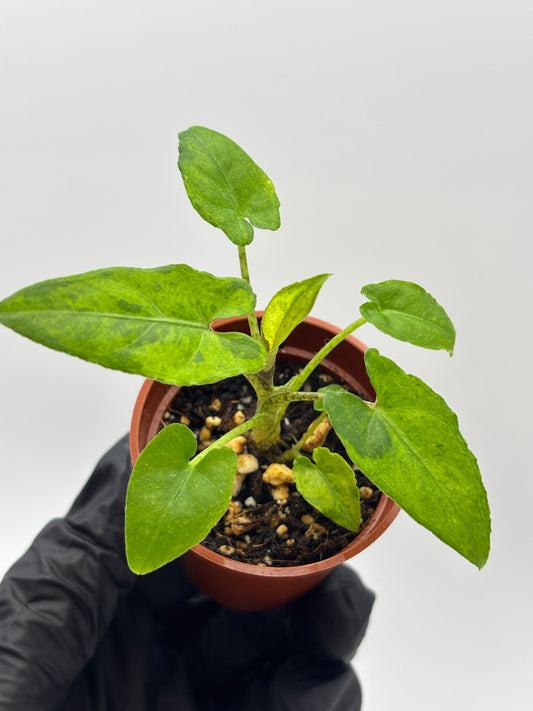 Alocasia Lauterbachiana Aurea Variegated #11 — photo 1