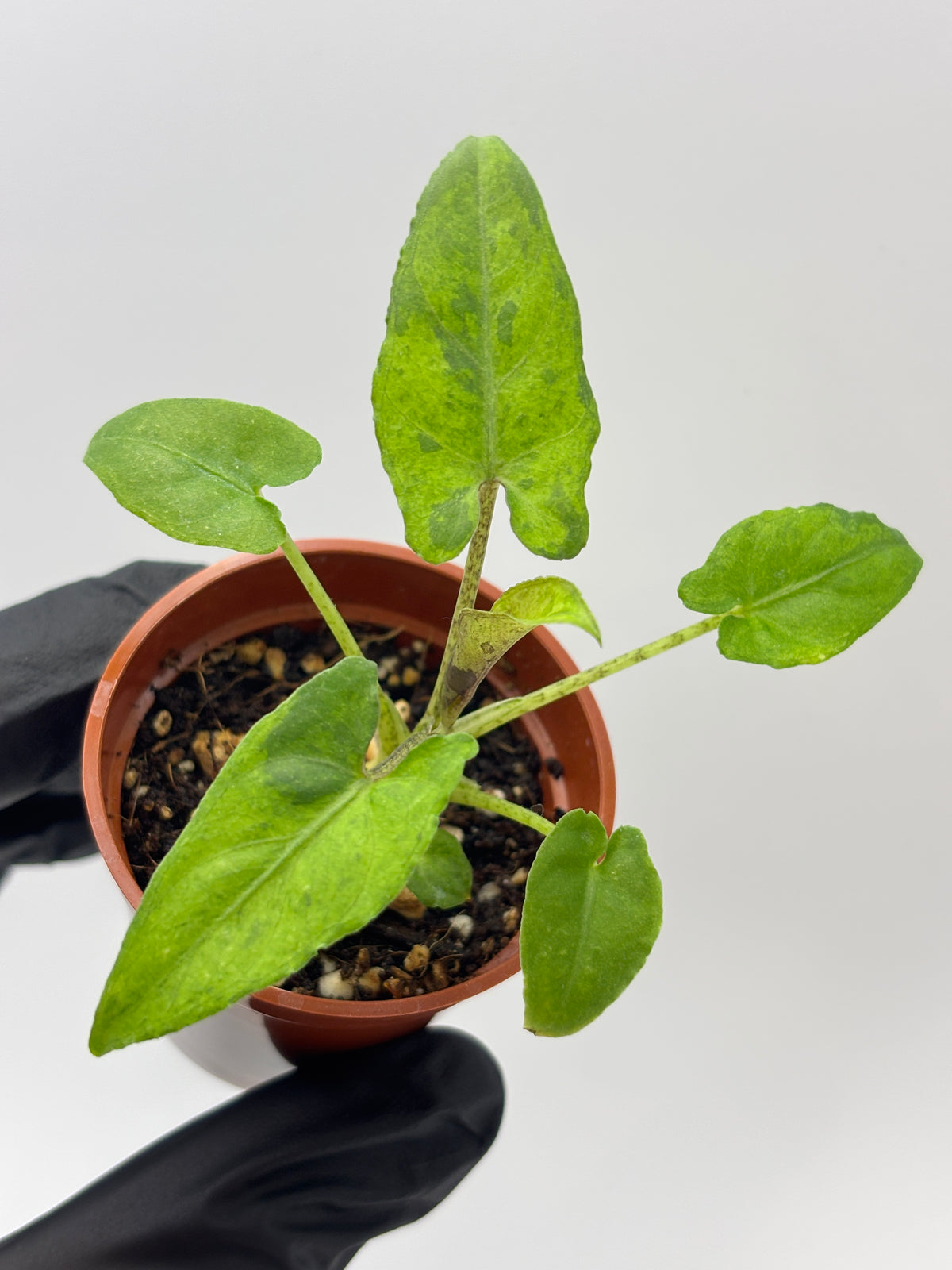 Alocasia Lauterbachiana Aurea Variegated #11 — photo 2