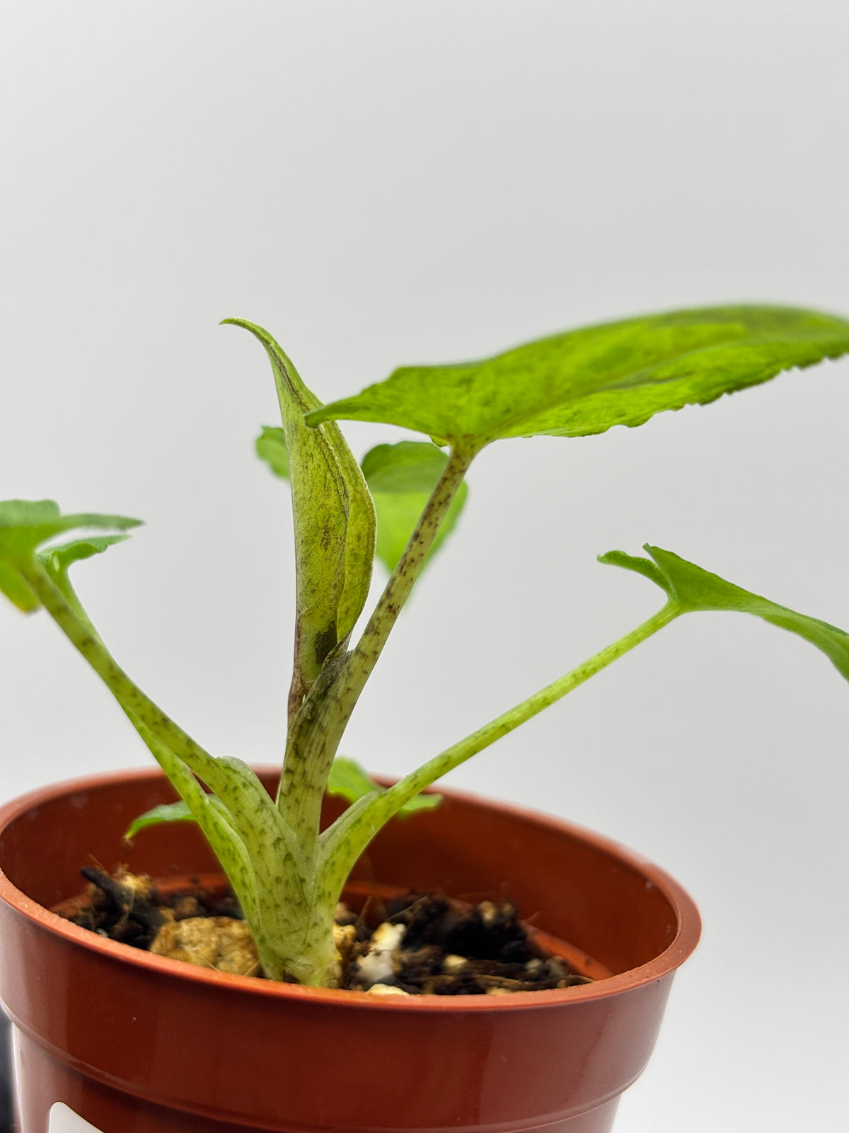 Alocasia Lauterbachiana Aurea Variegated #11 — photo 3