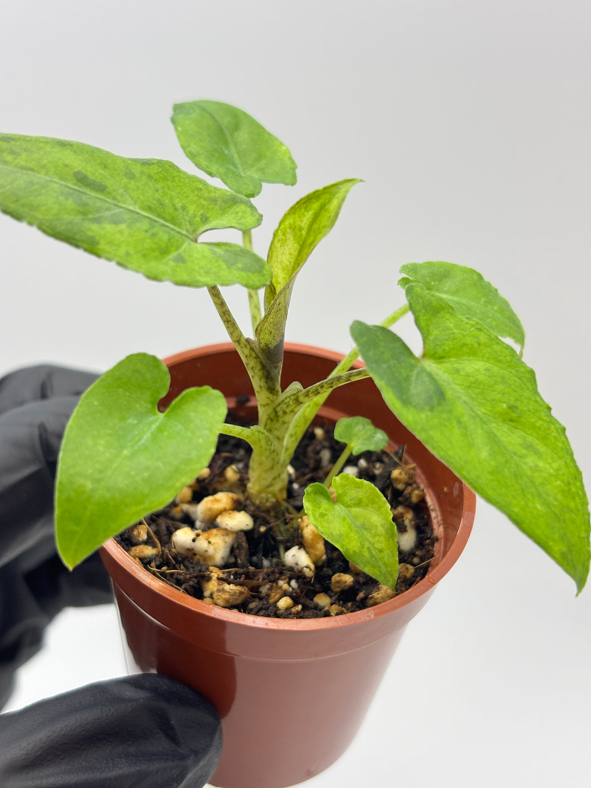 Alocasia Lauterbachiana Aurea Variegated #11 — photo 6