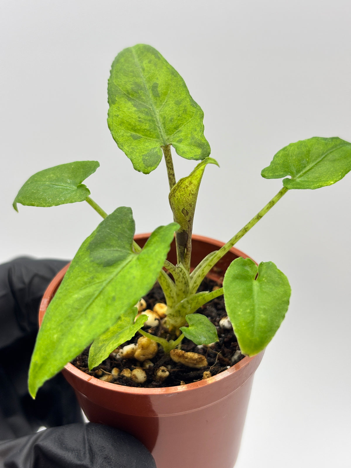 Alocasia Lauterbachiana Aurea Variegated #11 — photo 7