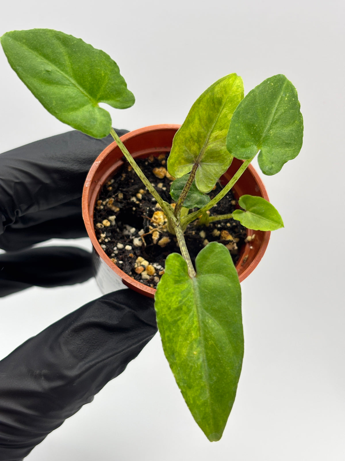 Alocasia Lauterbachiana Aurea Variegated #10 — photo 3