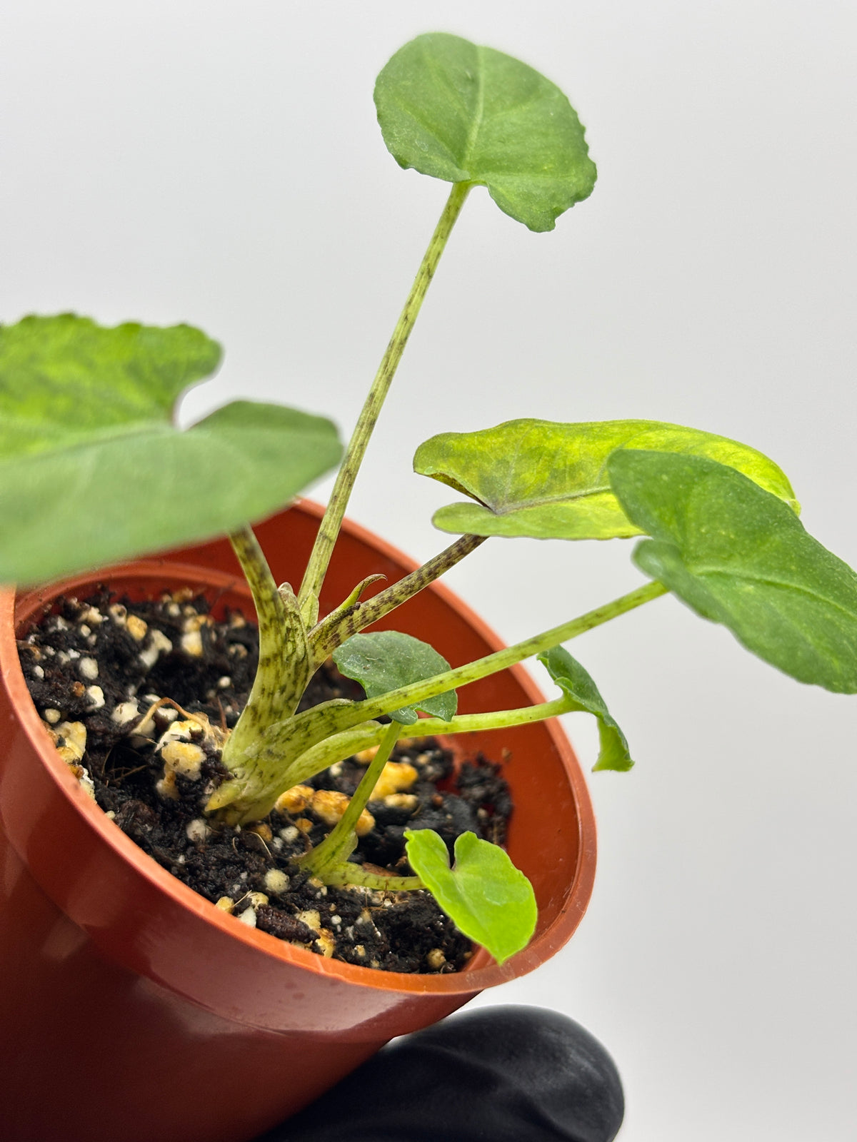 Alocasia Lauterbachiana Aurea Variegated #10 — photo 2