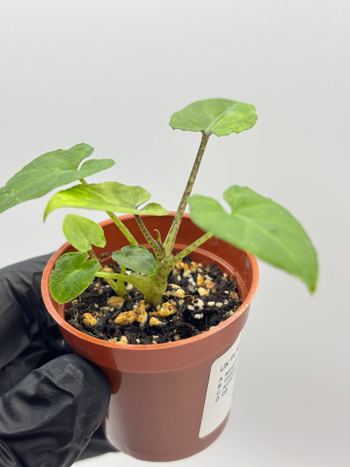 Alocasia Lauterbachiana Aurea Variegated #10 — photo 4
