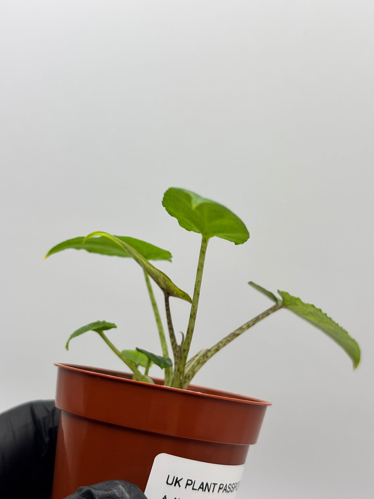 Alocasia Lauterbachiana Aurea Variegated #10 — photo 5