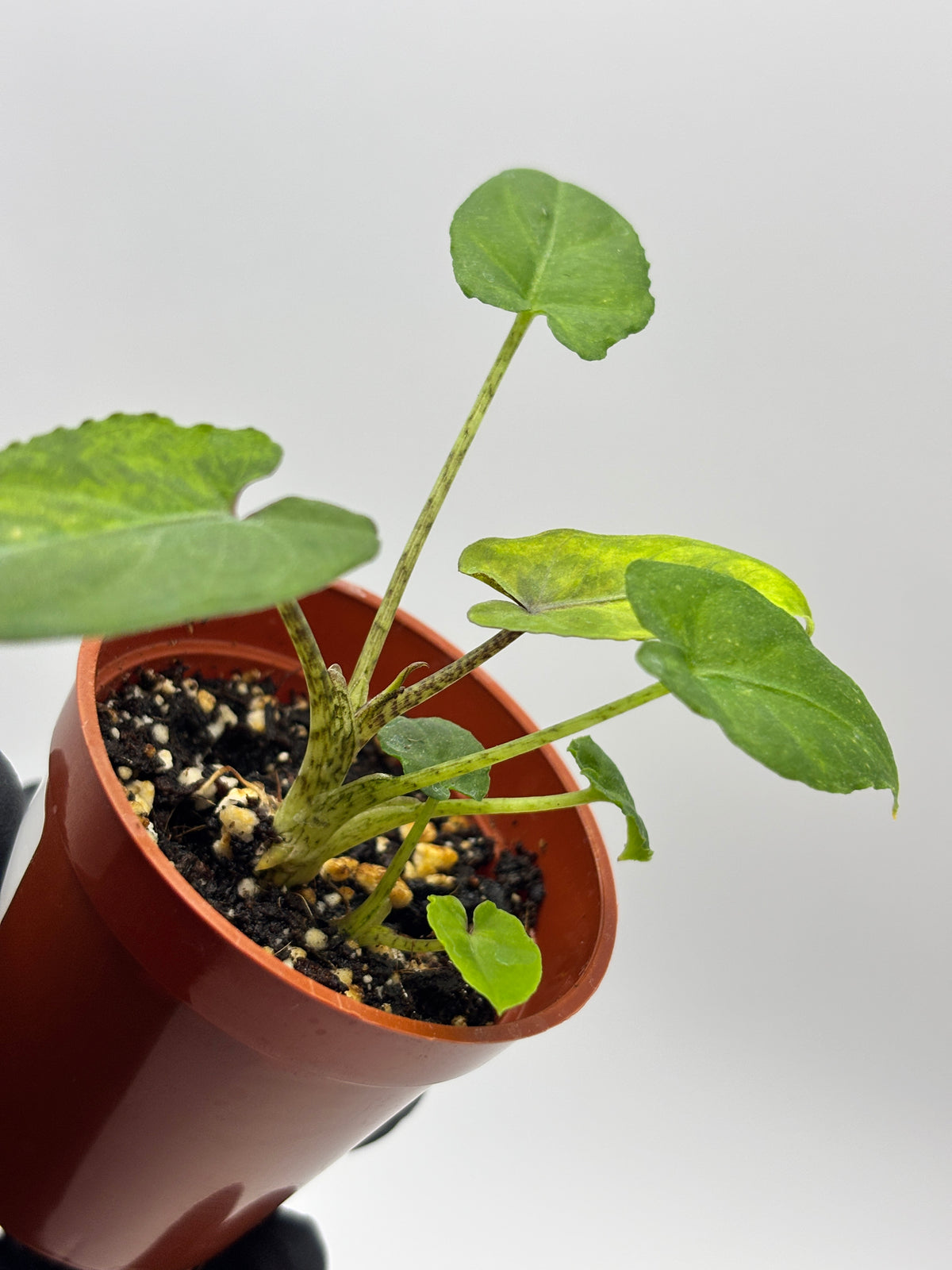 Alocasia Lauterbachiana Aurea Variegated #10 — photo 6