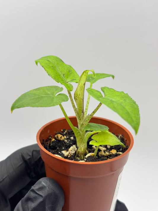Alocasia Lauterbachiana Aurea Variegated #7 — photo 1