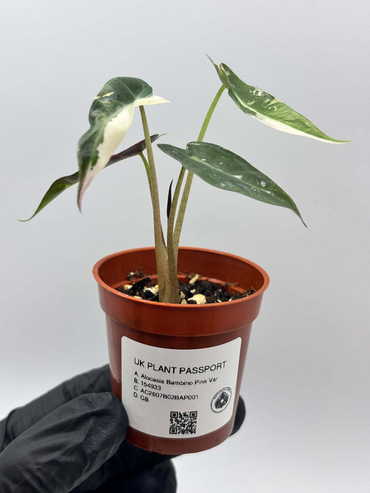 Alocasia Bambino Pink Variegated #1 exact plant photo 8