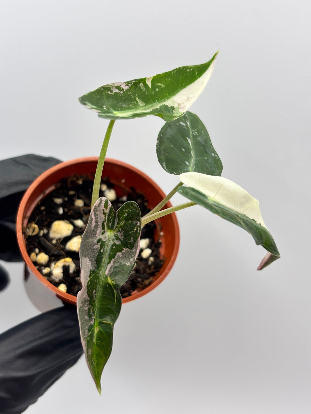 Alocasia Bambino Pink Variegated #1 exact plant photo 4
