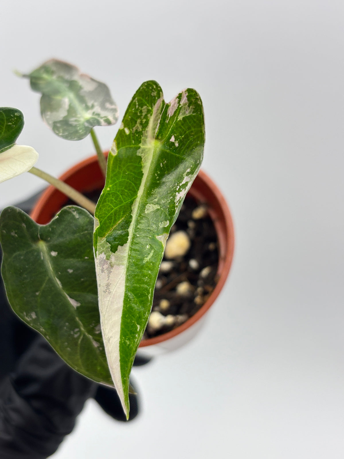 Alocasia Bambino Pink Variegated #1 exact plant photo 5