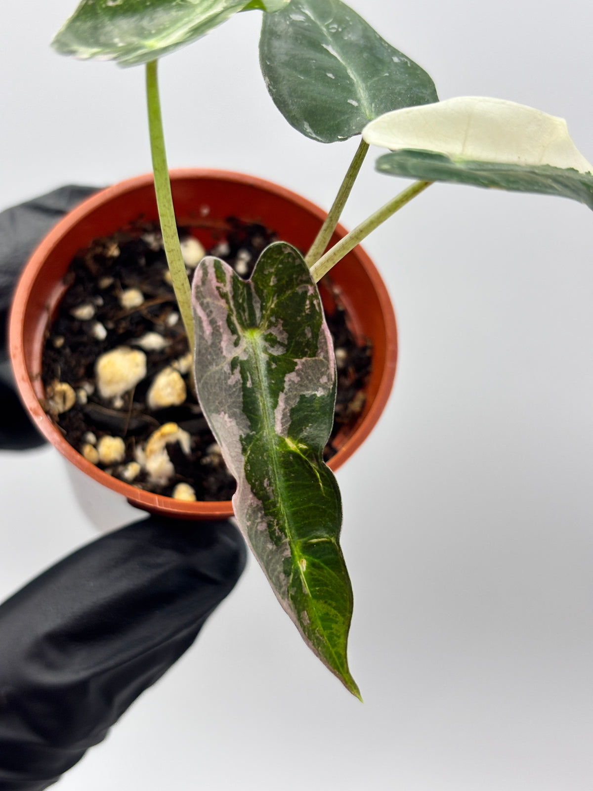 Alocasia Bambino Pink Variegated #1 exact plant photo 2