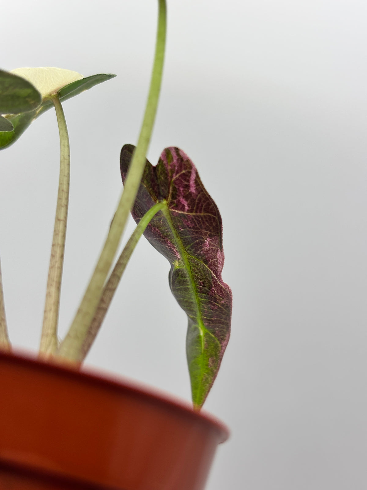Alocasia Bambino Pink Variegated #1 exact plant photo 3