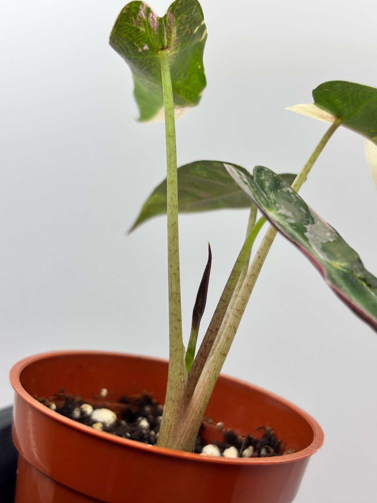 Alocasia Bambino Pink Variegated #1 exact plant photo 6