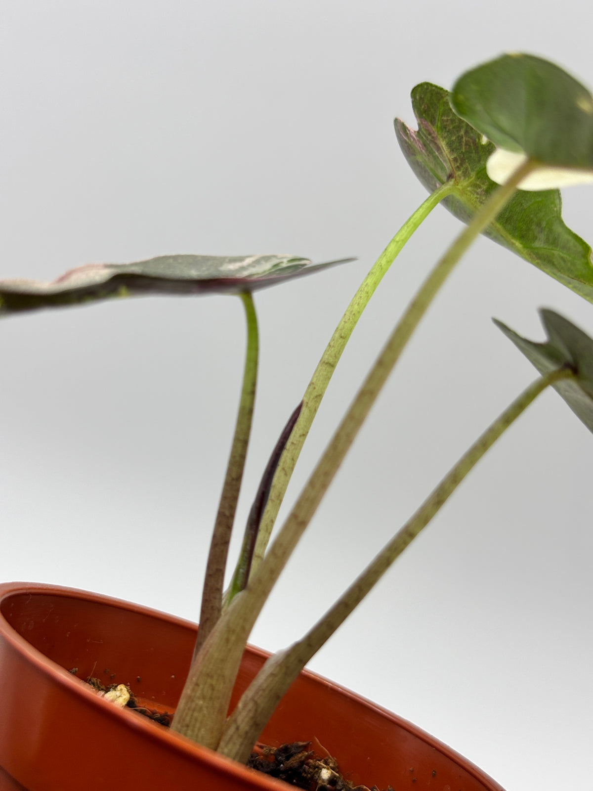 Alocasia Bambino Pink Variegated #1 exact plant photo 7