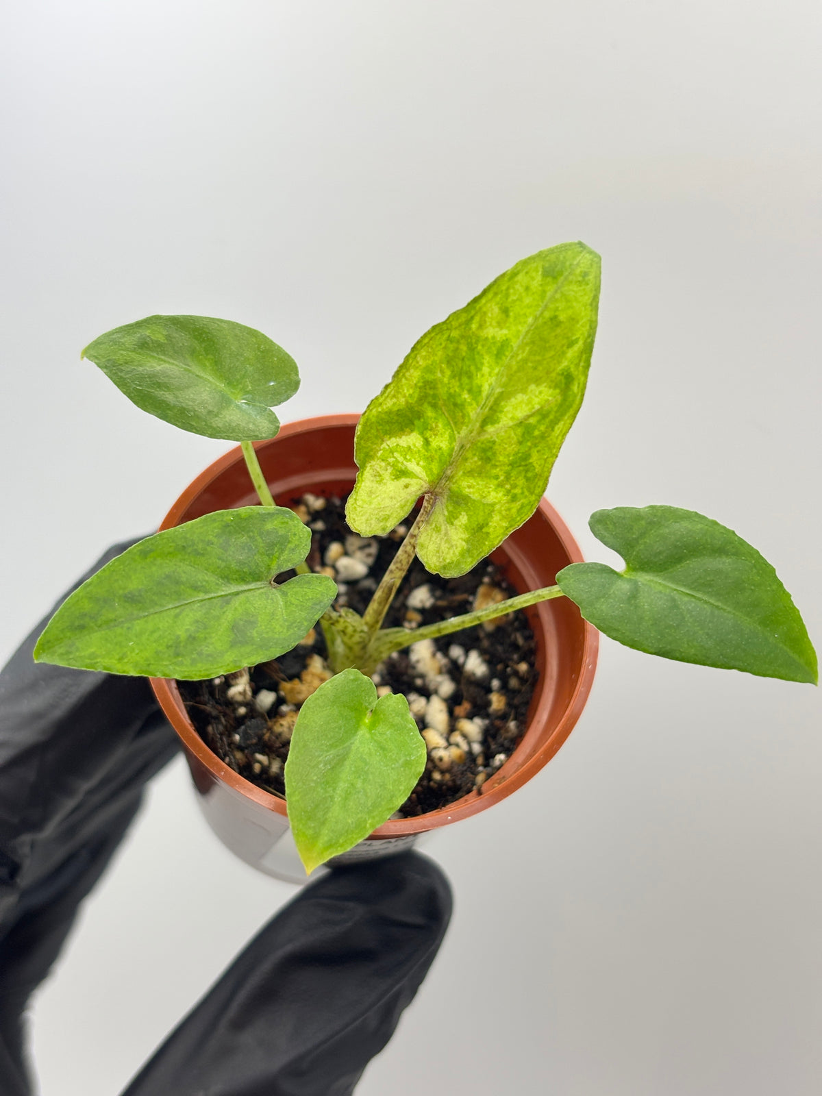 Alocasia Lauterbachiana Aurea Variegated #12 exact plant photo 2