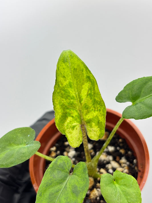 Alocasia Lauterbachiana Aurea Variegated #12 exact plant photo 1