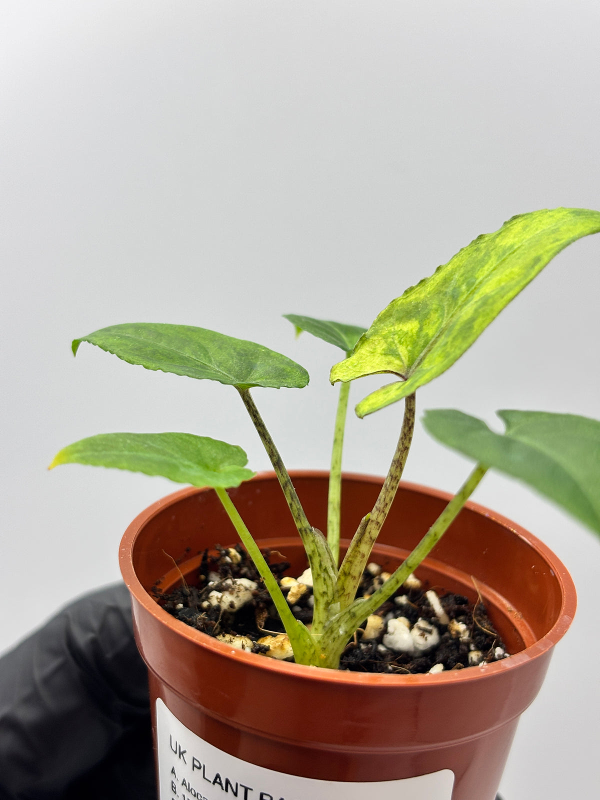 Alocasia Lauterbachiana Aurea Variegated #12 exact plant photo 3