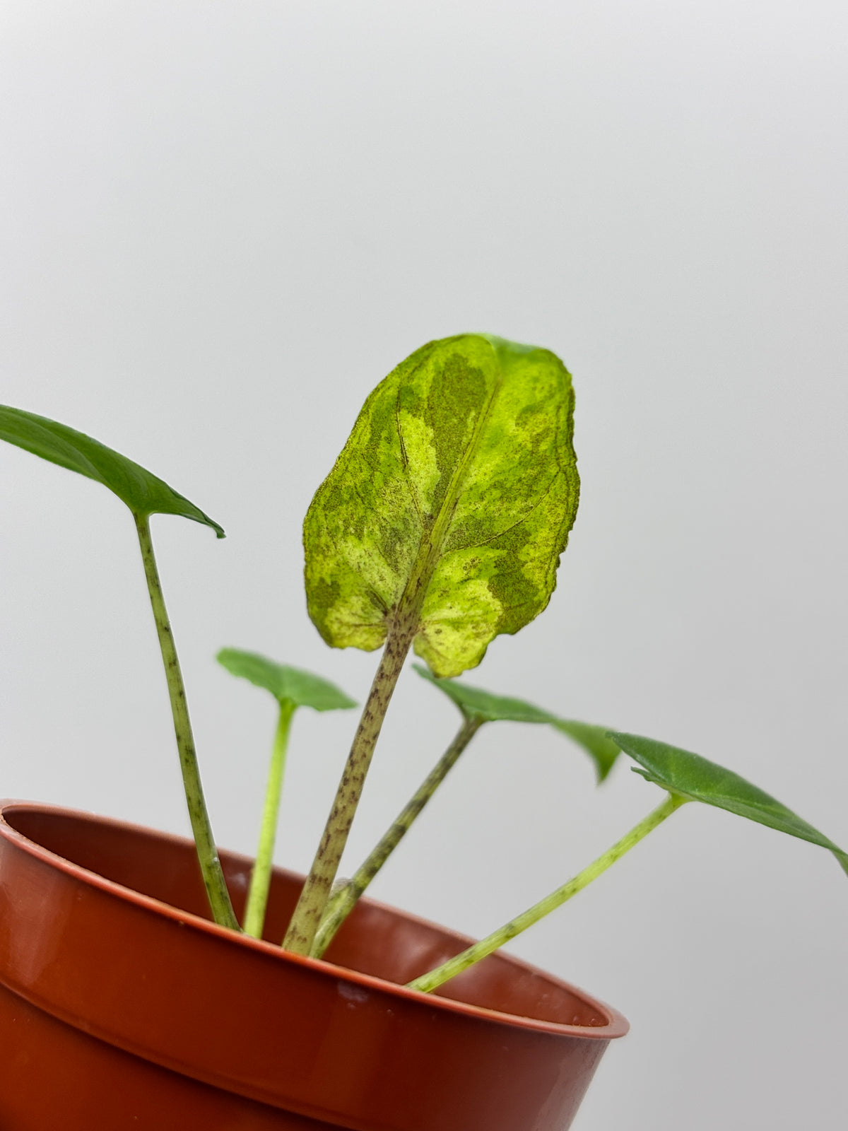 Alocasia Lauterbachiana Aurea Variegated #12 exact plant photo 4