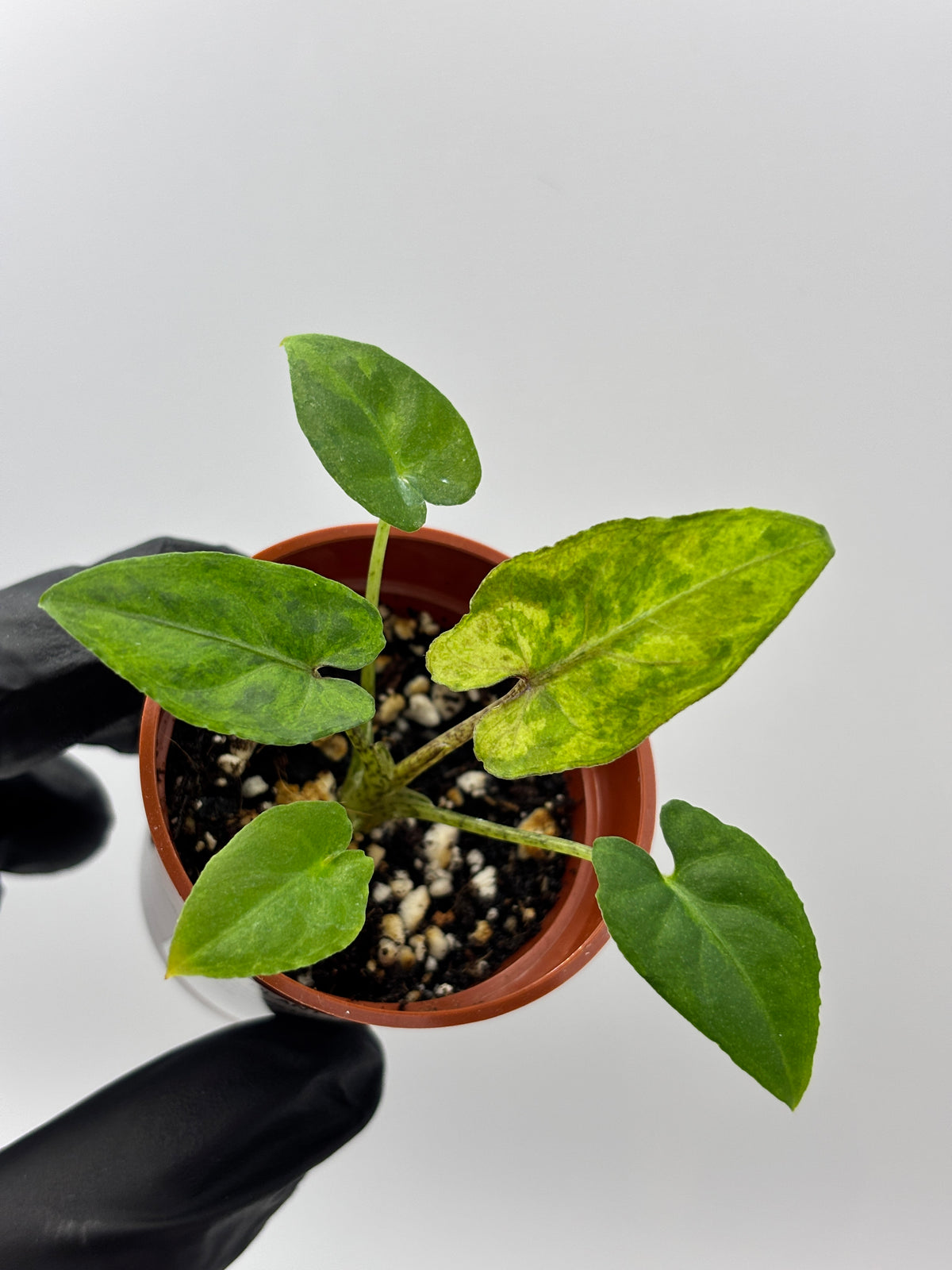 Alocasia Lauterbachiana Aurea Variegated #12 exact plant photo 5