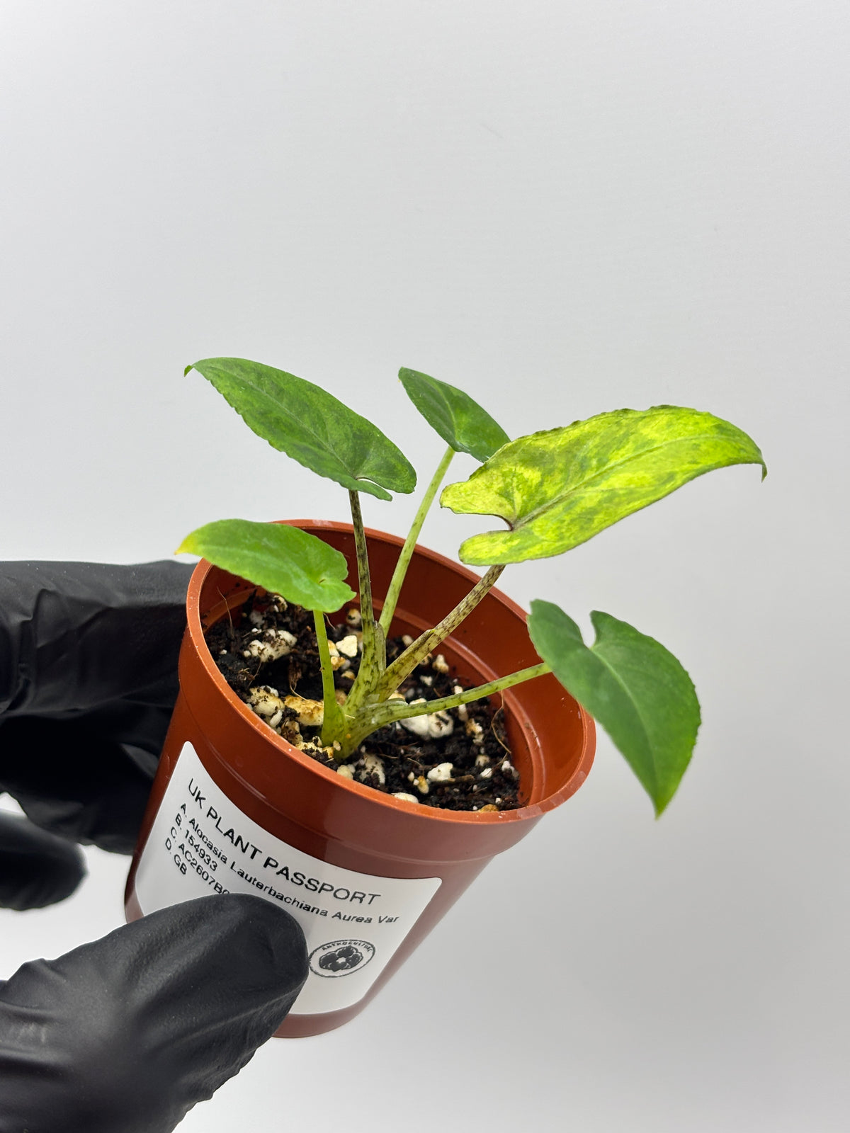 Alocasia Lauterbachiana Aurea Variegated #12 exact plant photo 6