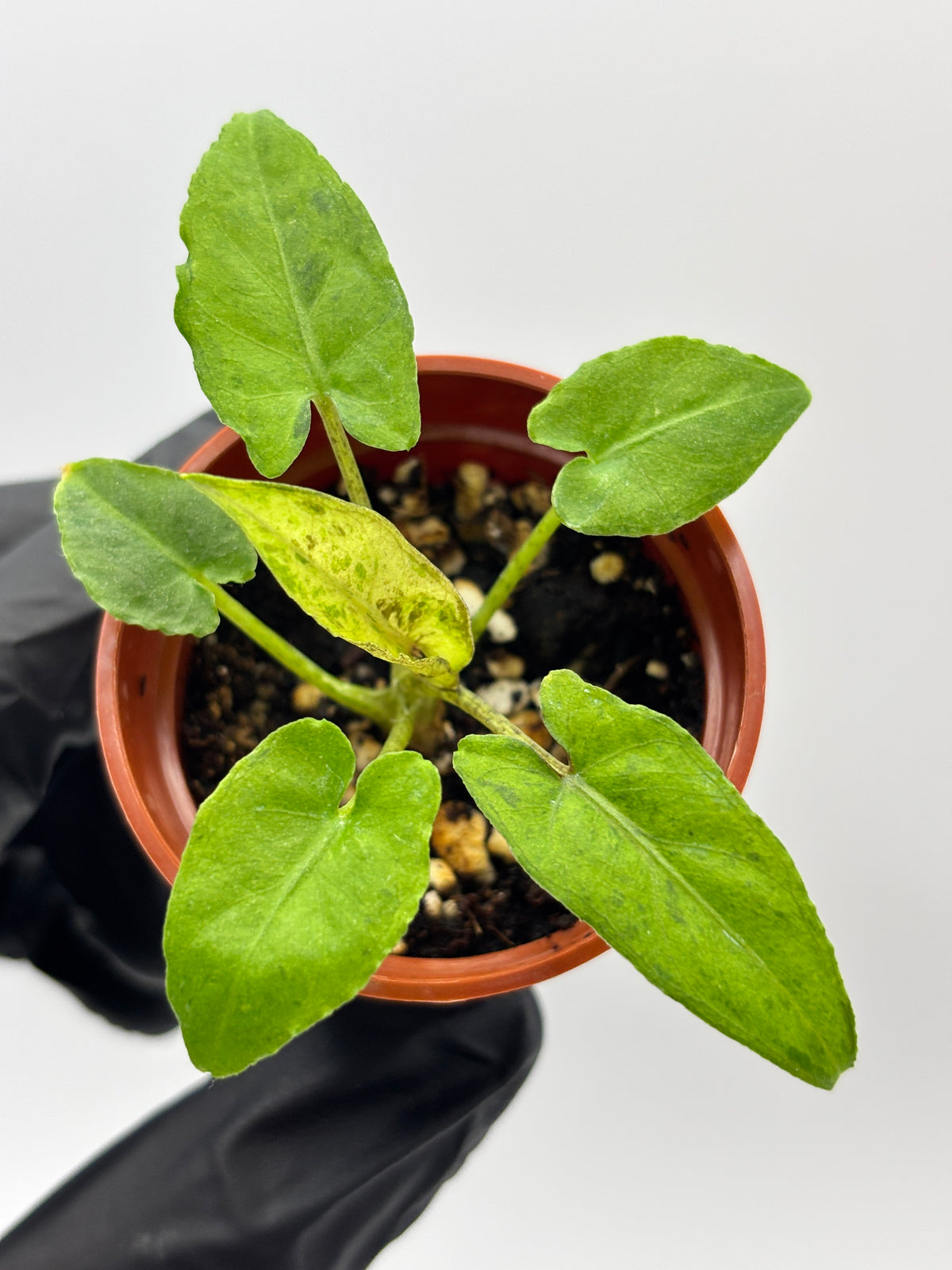 Alocasia Lauterbachiana Aurea Variegated #13 exact plant photo 2