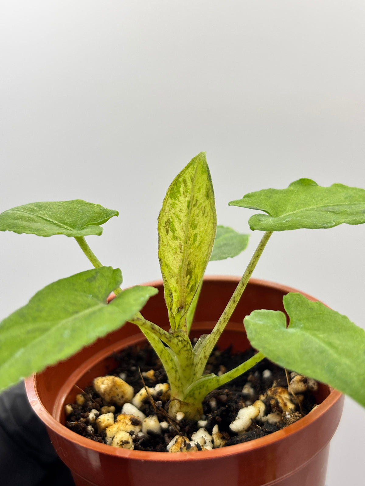 Alocasia Lauterbachiana Aurea Variegated #13 exact plant photo 1