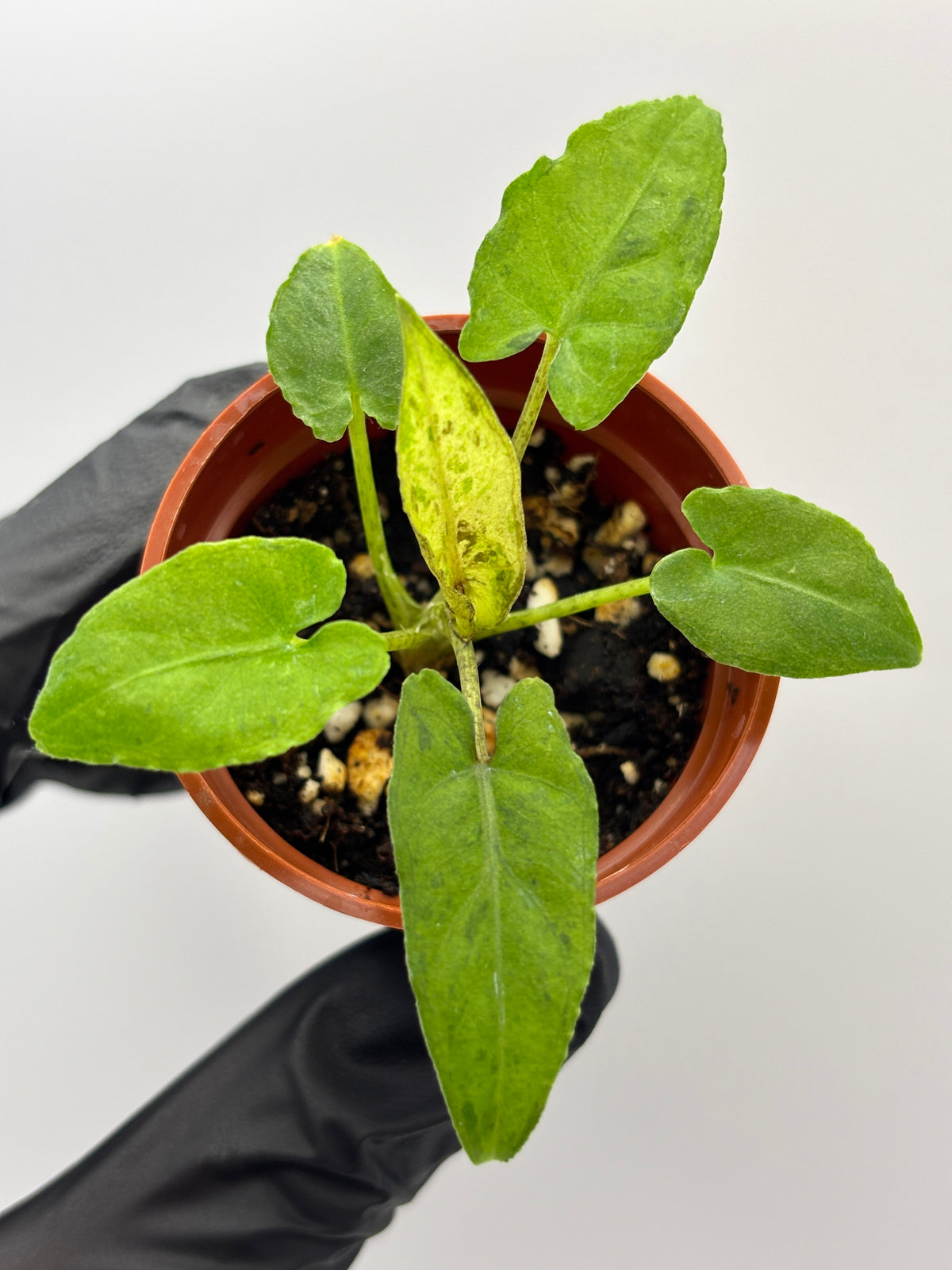 Alocasia Lauterbachiana Aurea Variegated #13 exact plant photo 3