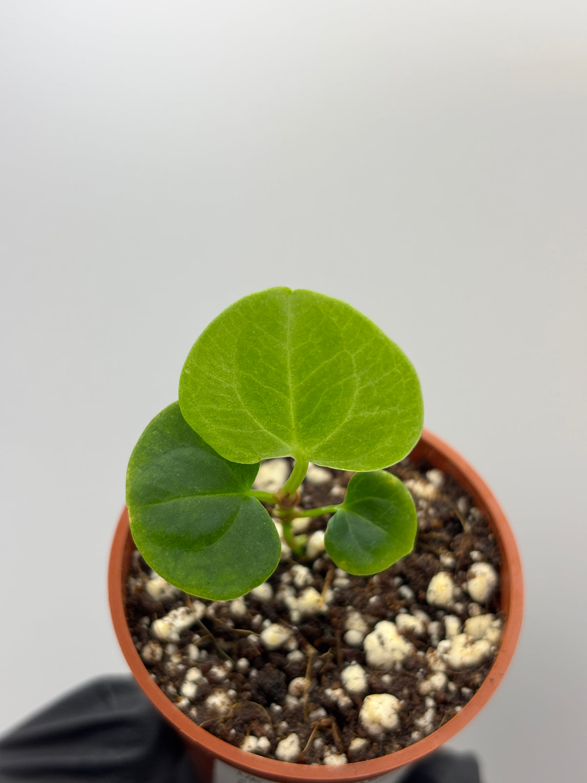 Anthurium Dark Phoenix #8 exact plant photo 1