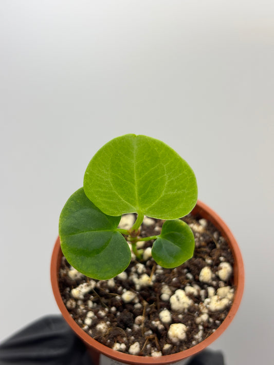 Anthurium Dark Phoenix #8 exact plant photo 1
