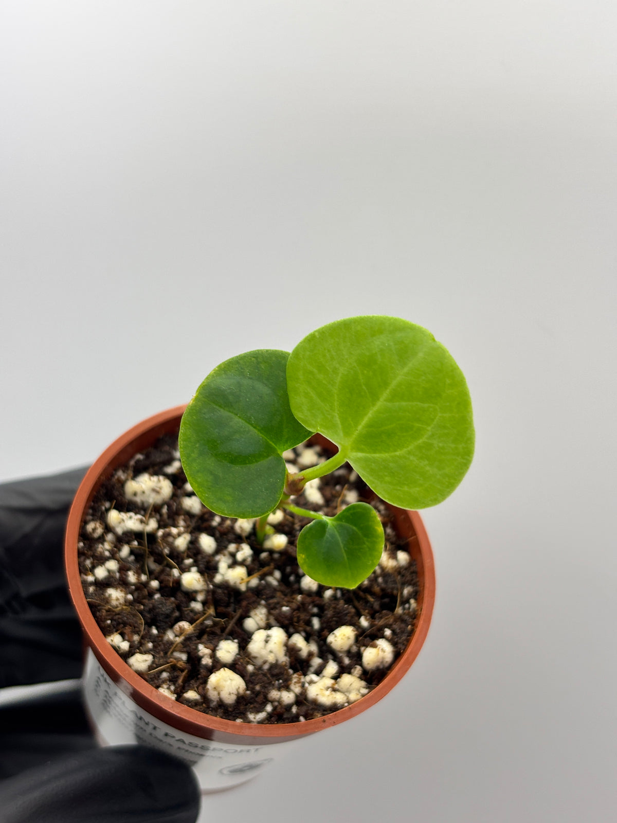 Anthurium Dark Phoenix #8 exact plant photo 3
