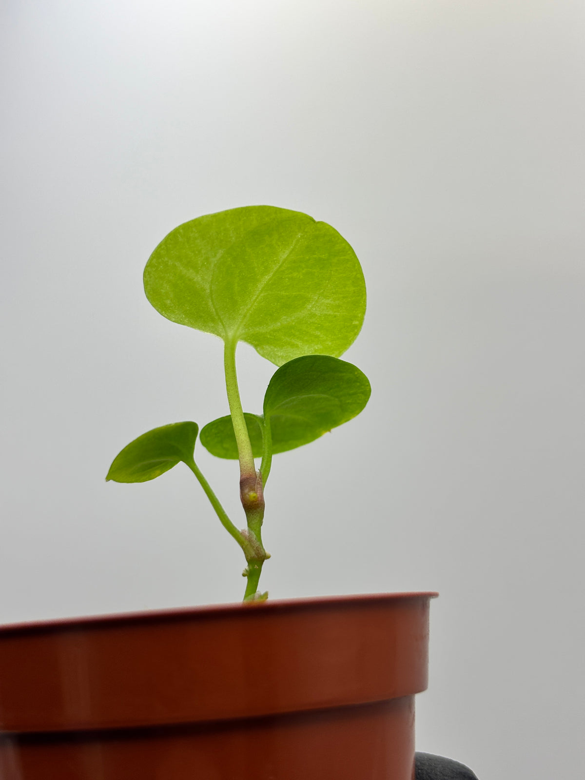 Anthurium Dark Phoenix #8 exact plant photo 2