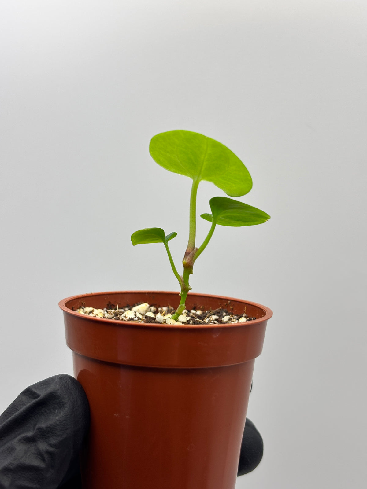 Anthurium Dark Phoenix #8 exact plant photo 5