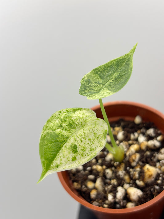 Alocasia Dragon Scale Mint Variegated #20 exact plant photo 1